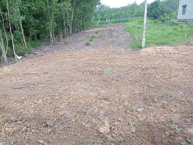 Đất vườn Ninh điền châu thành chủ kẹt tiền bán. 620tr hết đất DT: 15 x