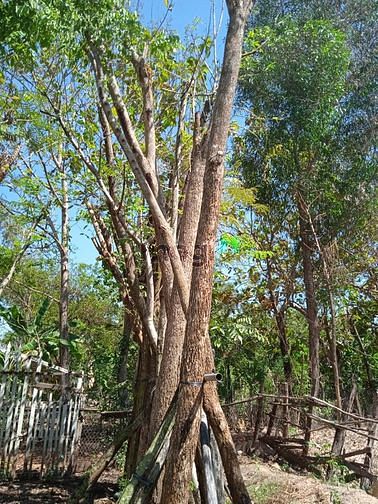 cho thuê đất trống làm kho, xưởng văn phòng giá tốt