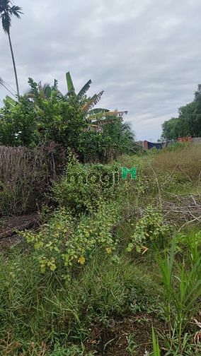 Bán gấp 2 lô giá 265tr Huyện Gò Dầu , Tỉnh Tây Ninh dt:5×50 LH:Nhung