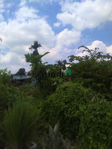 Cho thuê đất nông nghiệp 1200m (30x40 có thể hơn)