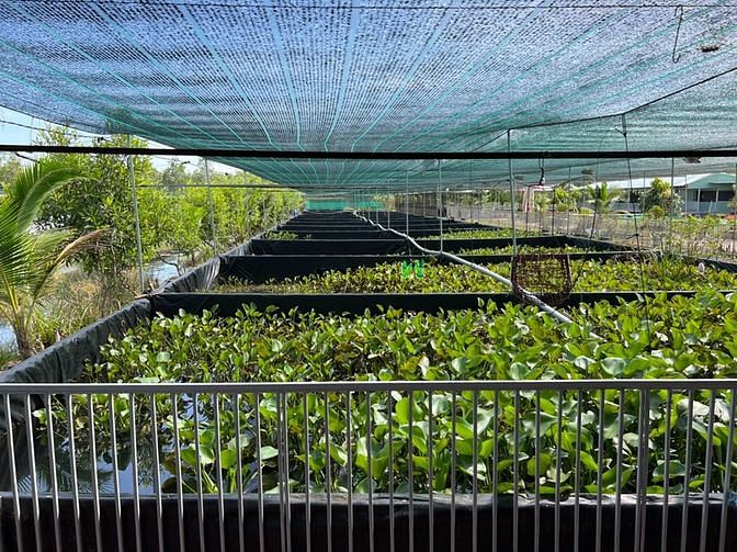 Cho thuê 50ha hoặc hợp tác làm câu cá giải trí, nông nghiệp, chăn nuôi
