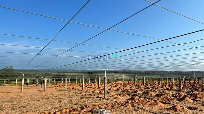 Cần bán lô đất farm Tuy Phong, Bình Thuận 4933m2