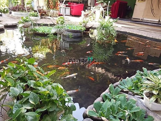 Cho thuê nguyên căn nhà sân vườn 600m2 trệt 3 lầu Huỳnh Văn Bánh PN