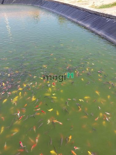 Bán nhanh lô đất 100% view biển Tuy Phong, cam kết thuê lại đất 5 năm