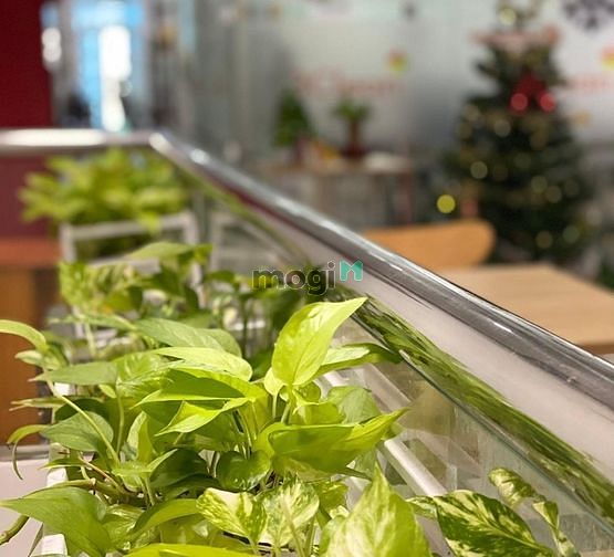 Cho thuê văn phòng toà nhà MT đường Hoàng Văn Thụ