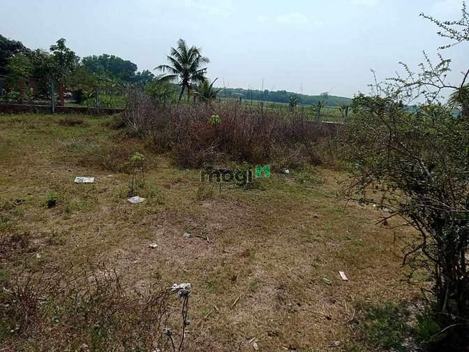 1 miếng 10x42   Xã Tân Bình Thành Phố Tây Ninh ➖Xung quanh có nhiều ti