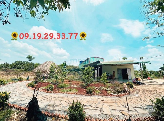 Cần bán gấp vườn trái cây có sẵn 2 ao cá, nhà cấp 4, nhà yến SHR