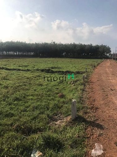 Úp 7 lô Phước minh dương minh châu đường nhà nước đang làm 5x30full th