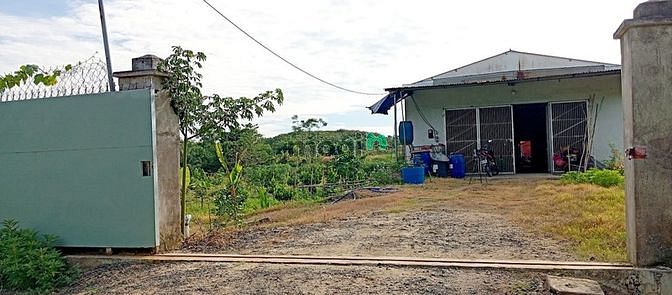 Bán vườn Mít ruột đỏ 6628m, xã Tây Hòa, huyện Trảng Bom
