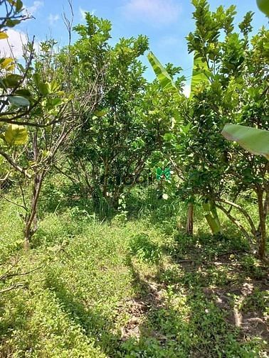 Đất mặt tiền đường nhựa khu vực Hòa Thành Tây Ninh SỔ HỒNG RIÊNG 430m