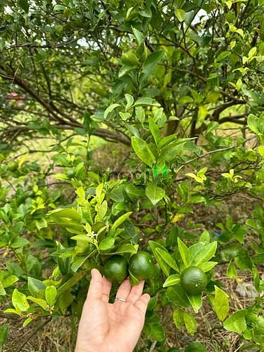 Kẹt tiền đóng lãi ngân hàng cần bán nhanh vườn đất trồng quýt hơn 1000
