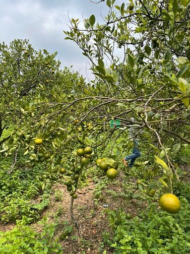 Cần bán vườn quýt sau lưng Trung tâm hành chính huyện Định Quán