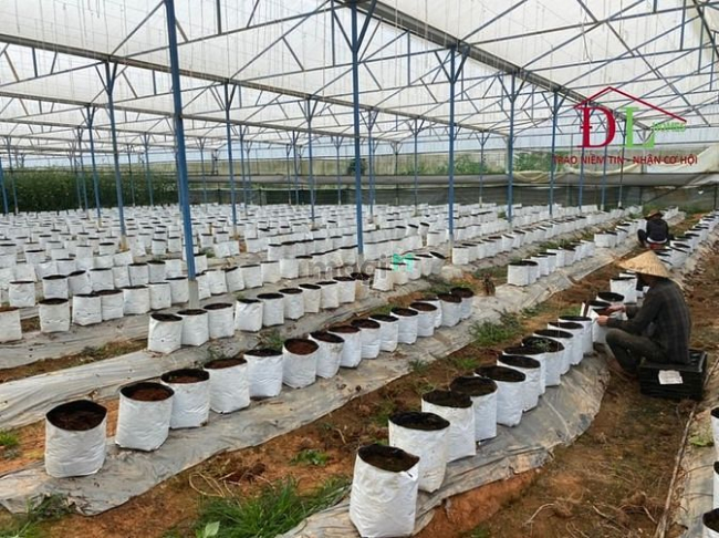 Bán đất mặt tiền Ankoret phường 7 Đà Lạt view đẹp hợp đầu tư - MN3260