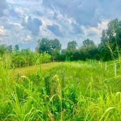 Đất trồng cây mặt tiền đường bê tông 6m quy hoạch đất ở