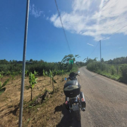 Bán đất 249m2 (cây lâu năm) 1.5 tỷ lộ 12m, Nguyễn Văn Quy, Phú Thứ, CT