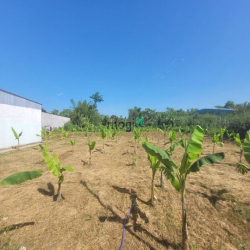 Bán đất 249m2 (cây lâu năm) 1.5 tỷ lộ 12m, Nguyễn Văn Quy, Phú Thứ, CT