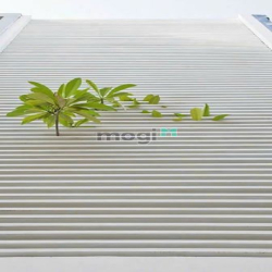 Cho thuê nhà Mặt tiền Hoa Lan - Hầm chứa xe rộng rãi