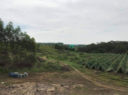 Cần cho thuê đất 5000 m2 đất tại xã Bàu Cạn, huyện Long Thành