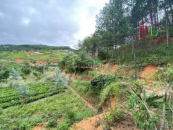 Bán đất Hùng Vương P11 Đà Lạt giáp rừng thông, suối trước mặt - MN3517