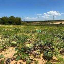 Cần bán lô đất farm Tuy Phong, Bình Thuận