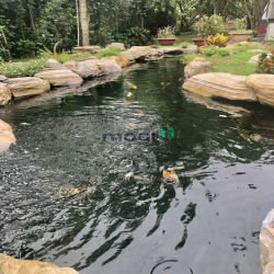 14,4 X 45 54,5 = 4,9 tỷ An Phú Củ Chi TPHCM - BÁN GẤP