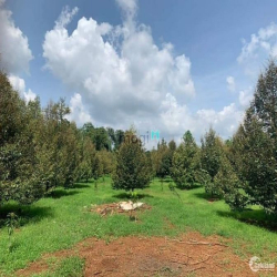 Đất ven hồ giá ngộp chủ cần bán gấp 1050m2 - giá 230t