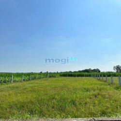 Chủ ngộp giảm nửa giá bán gấp lô đất Thái Mỹ - 500m2 Đường ô tô SHR