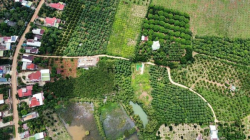 Cần tiền cho em gái đi Mỹ bán gấp vườn xoài tâm huyết 3600m thổ 500m