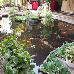 Cho thuê nguyên căn nhà sân vườn 600m2 trệt 3 lầu Huỳnh Văn Bánh PN