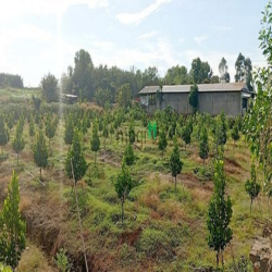 Bán vườn Mít ruột đỏ 6628m, xã Tây Hòa, huyện Trảng Bom