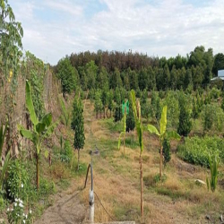 Bán vườn Mít ruột đỏ 6628m, xã Tây Hòa, huyện Trảng Bom