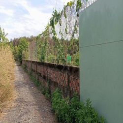 Bán vườn Mít ruột đỏ 6628m, xã Tây Hòa, huyện Trảng Bom