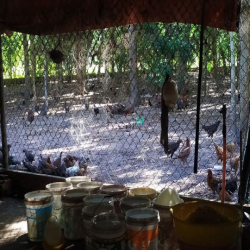 Đất vườn Củ Chi hơn 6000m2 cho thuê – 5 triệu/tháng