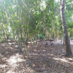 Đất vườn Củ Chi hơn 6000m2 cho thuê – 5 triệu/tháng