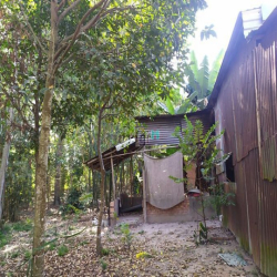 Đất vườn Củ Chi hơn 6000m2 cho thuê – 5 triệu/tháng