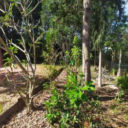 Đất vườn Củ Chi hơn 6000m2 cho thuê – 5 triệu/tháng