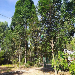 Đất vườn Củ Chi hơn 6000m2 cho thuê – 5 triệu/tháng