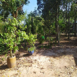 Đất vườn Củ Chi hơn 6000m2 cho thuê – 5 triệu/tháng