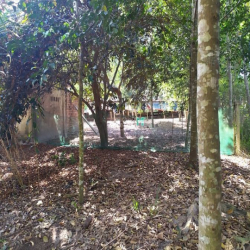 Đất vườn Củ Chi hơn 6000m2 cho thuê – 5 triệu/tháng