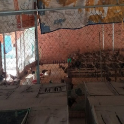 Đất vườn Củ Chi hơn 6000m2 cho thuê – 5 triệu/tháng