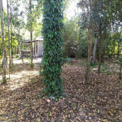 Đất vườn Củ Chi hơn 6000m2 cho thuê – 5 triệu/tháng