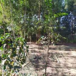 Đất vườn Củ Chi hơn 6000m2 cho thuê – 5 triệu/tháng