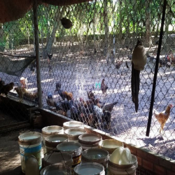 Đất vườn Củ Chi hơn 6000m2 cho thuê – 5 triệu/tháng