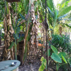 Đất vườn Củ Chi hơn 6000m2 cho thuê – 5 triệu/tháng