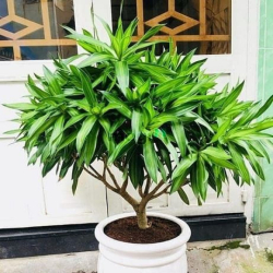 Nhà đẹp, giá mềm Bình Thạnh - HXH Nguyễn Văn Đậu, dọn vào ở ngay