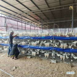 Cần bán đất Tuy Phong BT 6900m2 ngay QL1A view biển giá chỉ 390k/m2