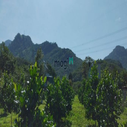 2800M2 (23 X 121), Đ.Lê Thị Pha, T.T ĐạM ri, chân đèo TP.Bảo Lộc.