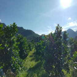 2800M2 (23 X 121), Đ.Lê Thị Pha, T.T ĐạM ri, chân đèo TP.Bảo Lộc.