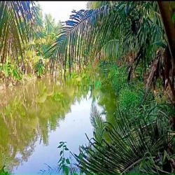 293m2 đất vườn sổ riêng, cạnh bên có ao cá, đất bám 2 mặt đường