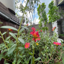 Bán lỗ căn penhouse siêu vip tầng 18. Chung cư The Art Gia Hòa,Quận9